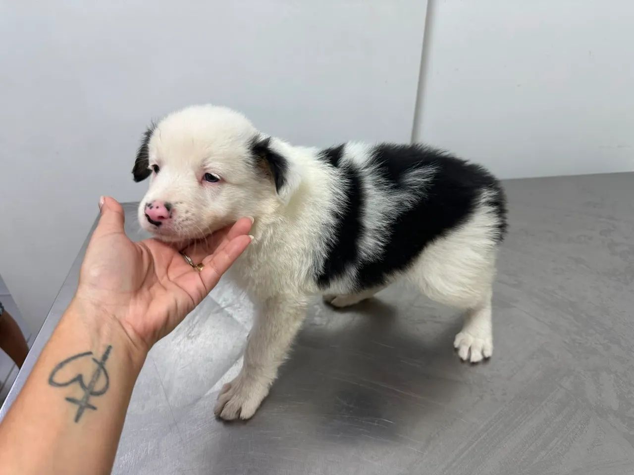 Border Collie Macho Preto e Branco