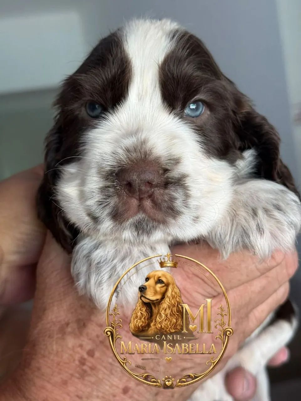 Cocker inglês macho  - Foto 5