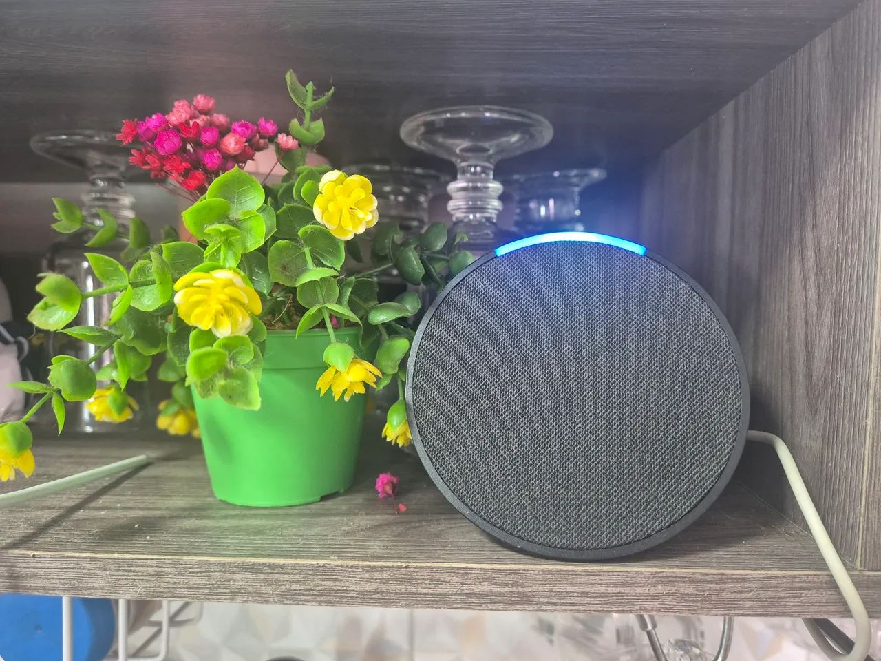 Alexa echo pop