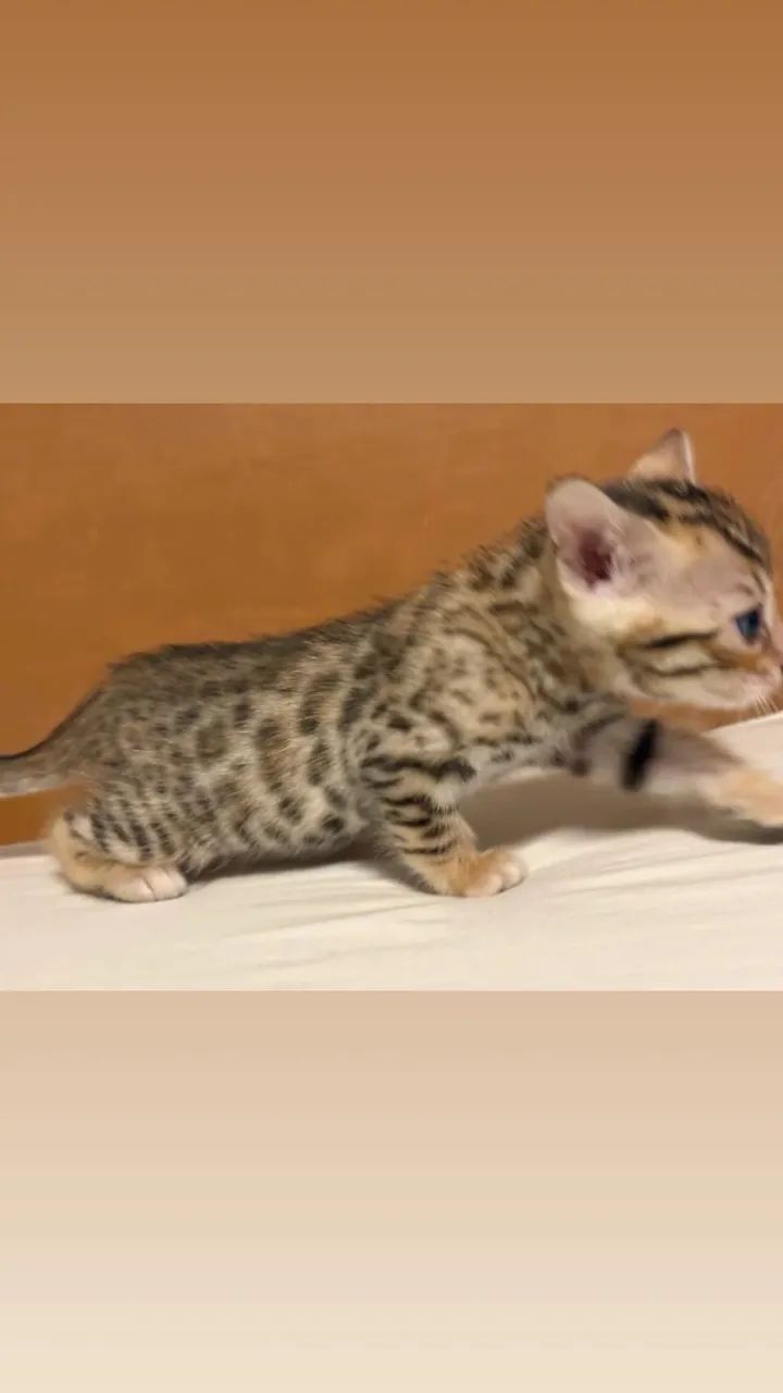 Gatos bengal - Foto 3