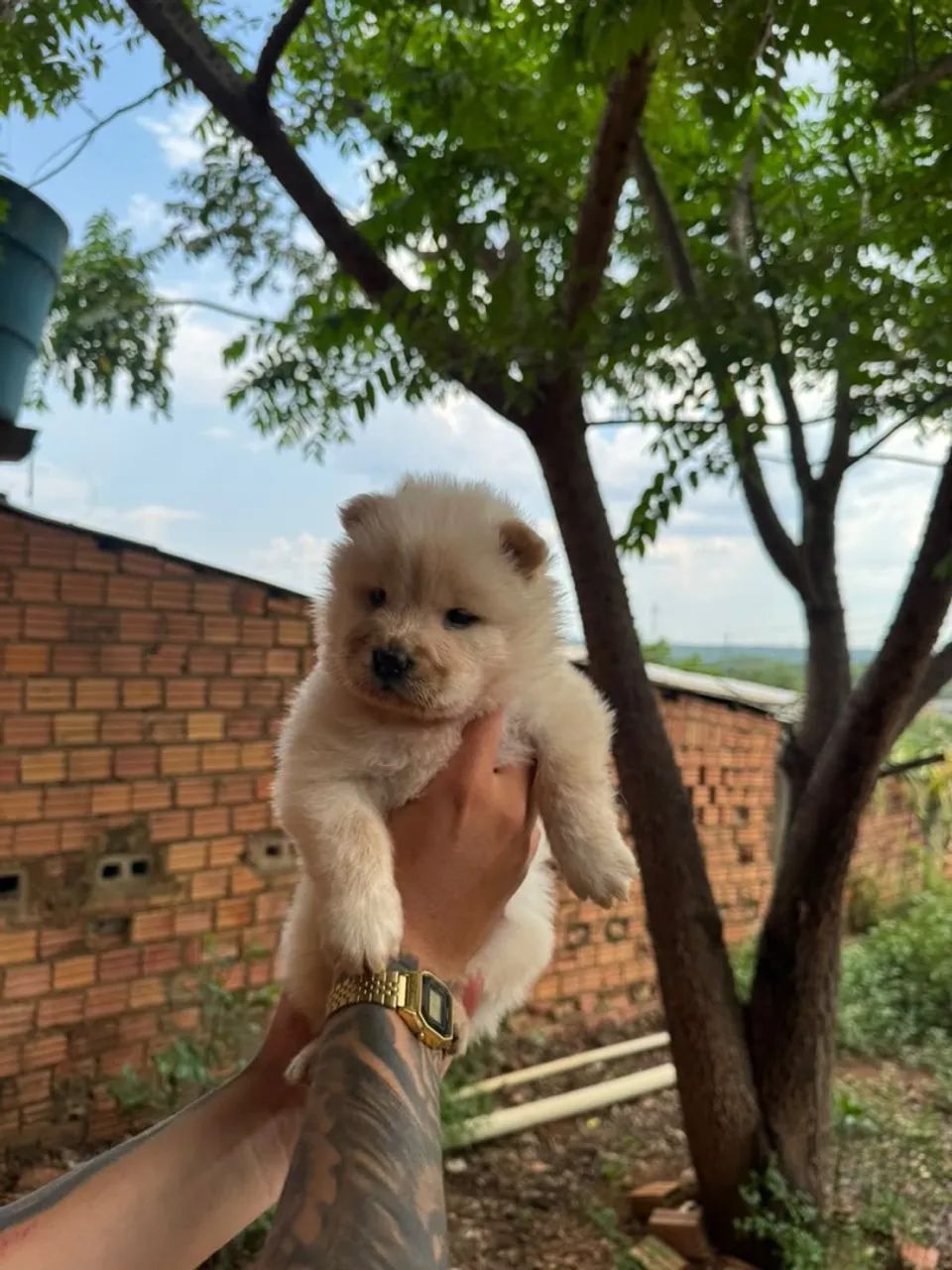 Filhote de chow chow - Foto 3