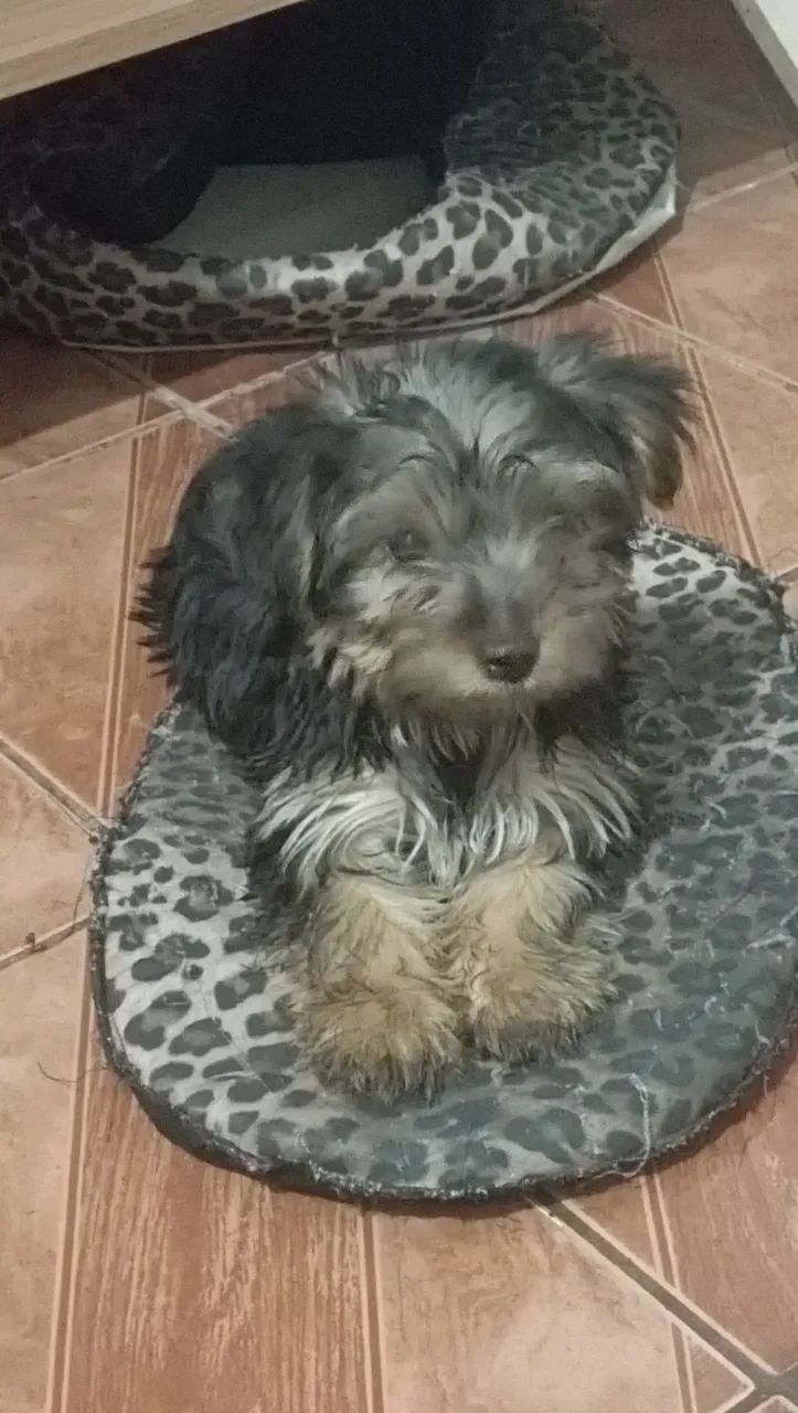 Vendo York Shire - Foto 4