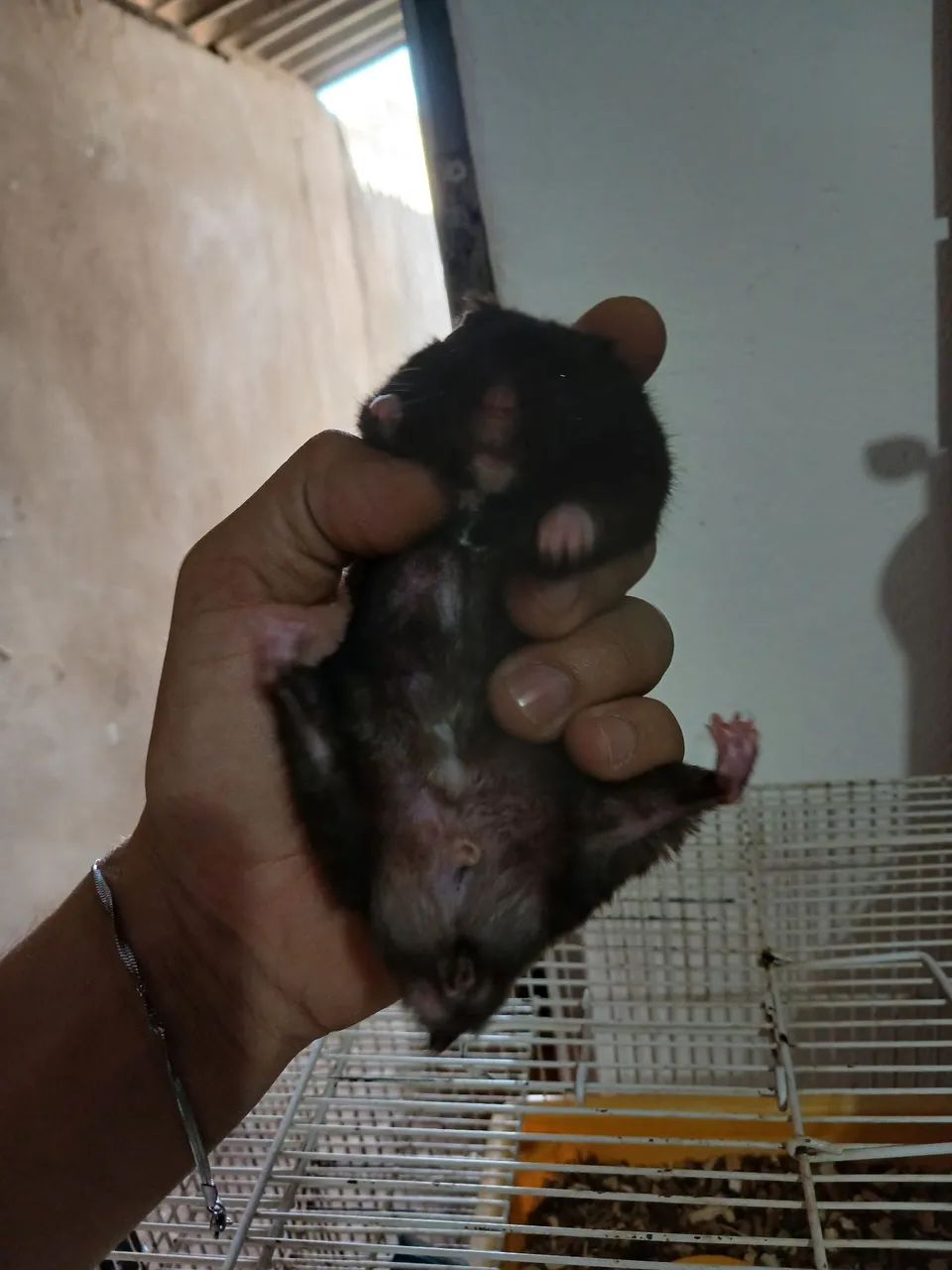 Hamster sirios lindos  - Foto 2