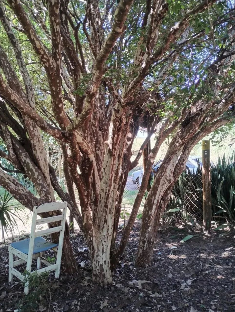 VENDE-SE 4 PÉS DE JABUTICABA SABARÁ DE 39 ANOS - Foto 2