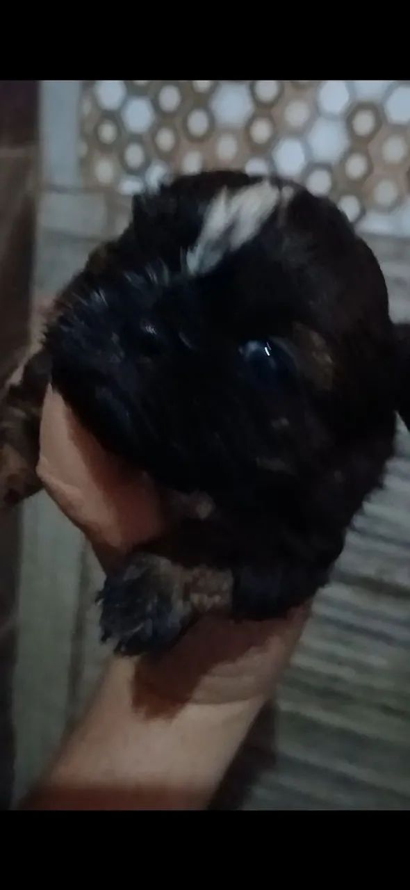 Shitzu machos e femea  - Foto 3
