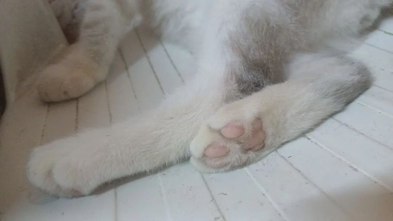 Gato - Foto 3