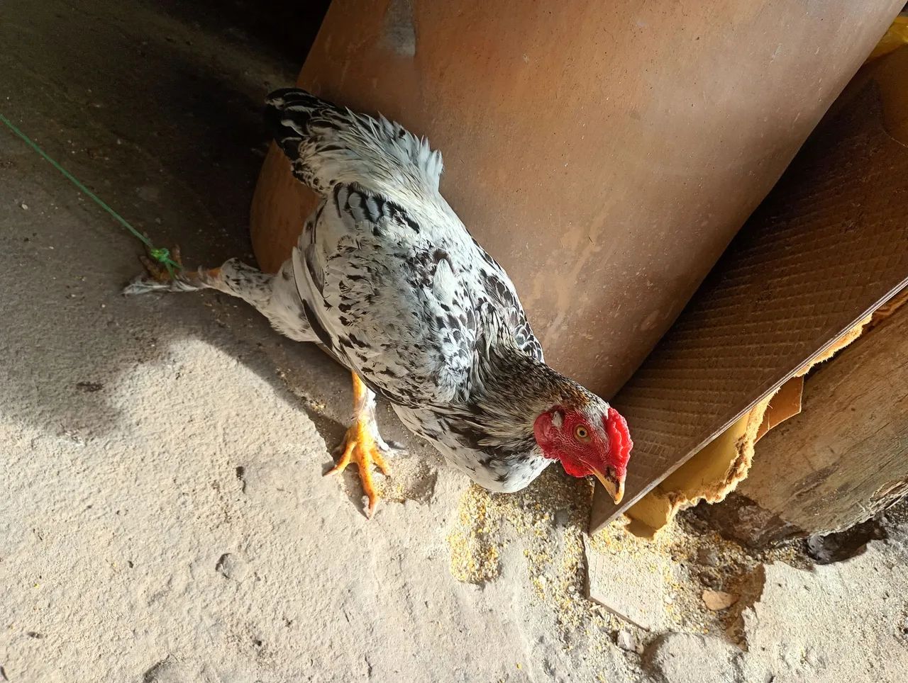 Vende-se 2 frango caipira