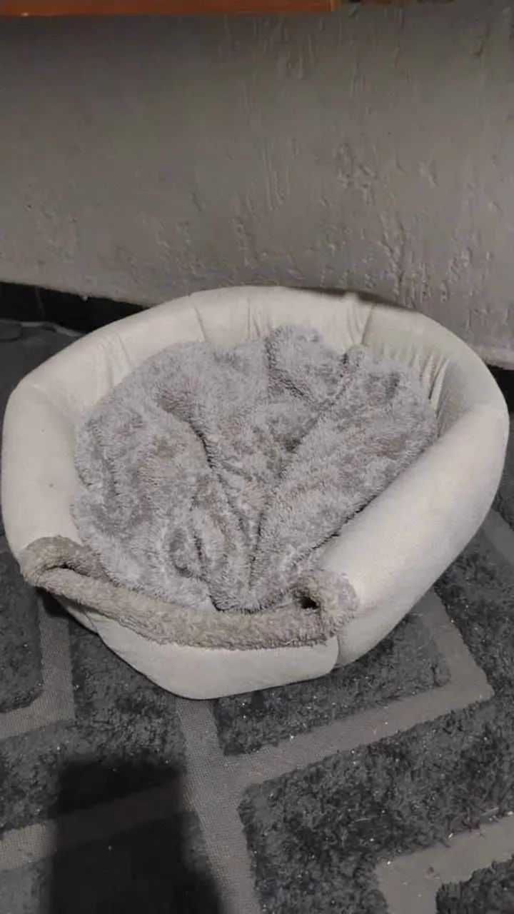 gato - Foto 3