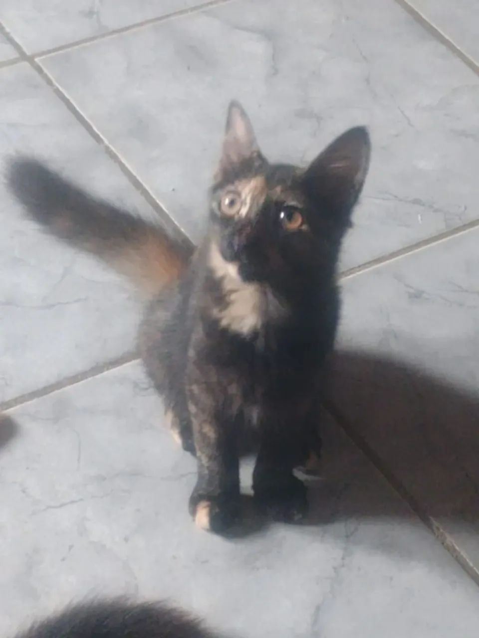 Adoção responsável gata - Foto 2
