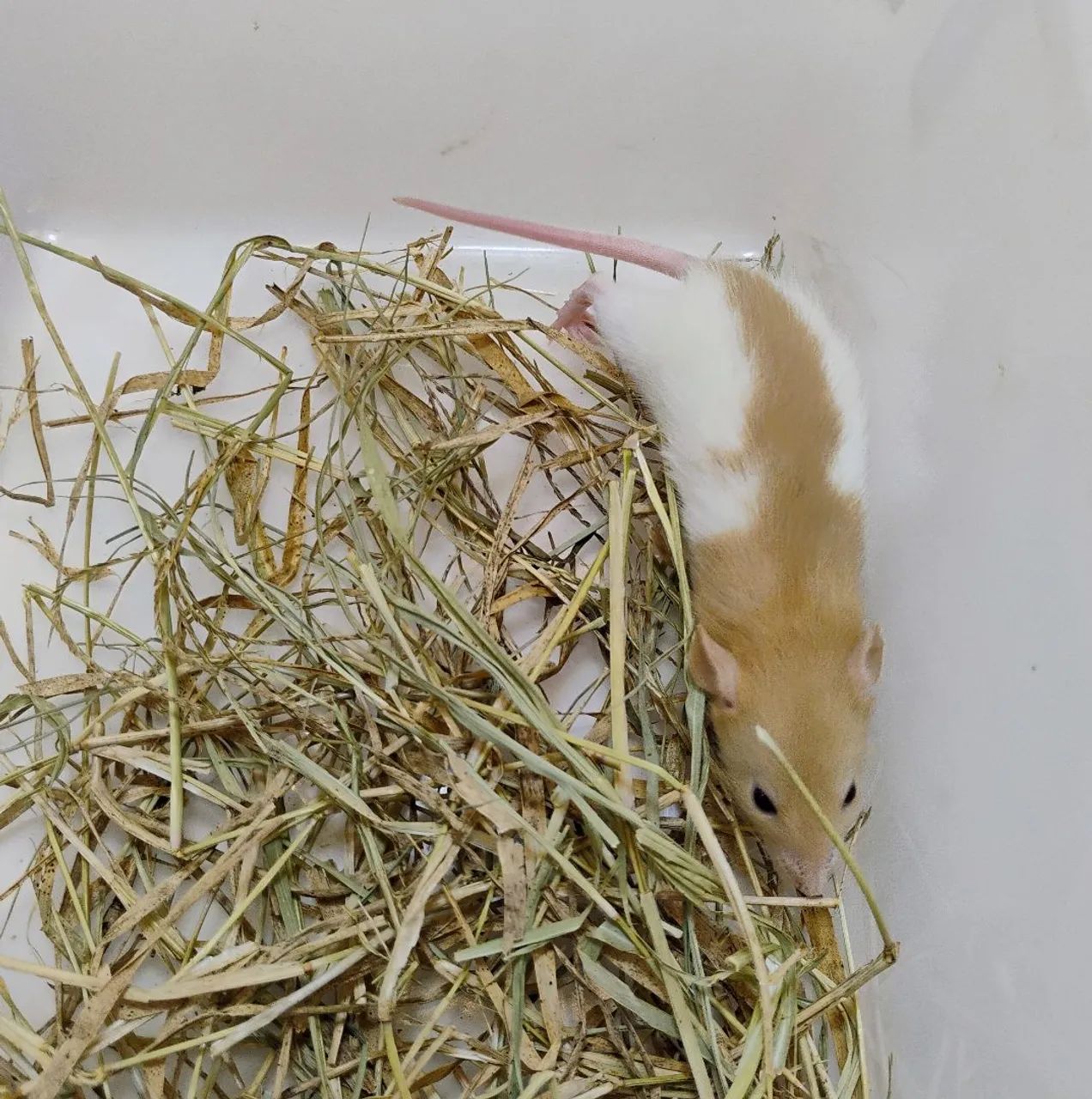 Mercol/ Twister Dumbo  - Foto 2