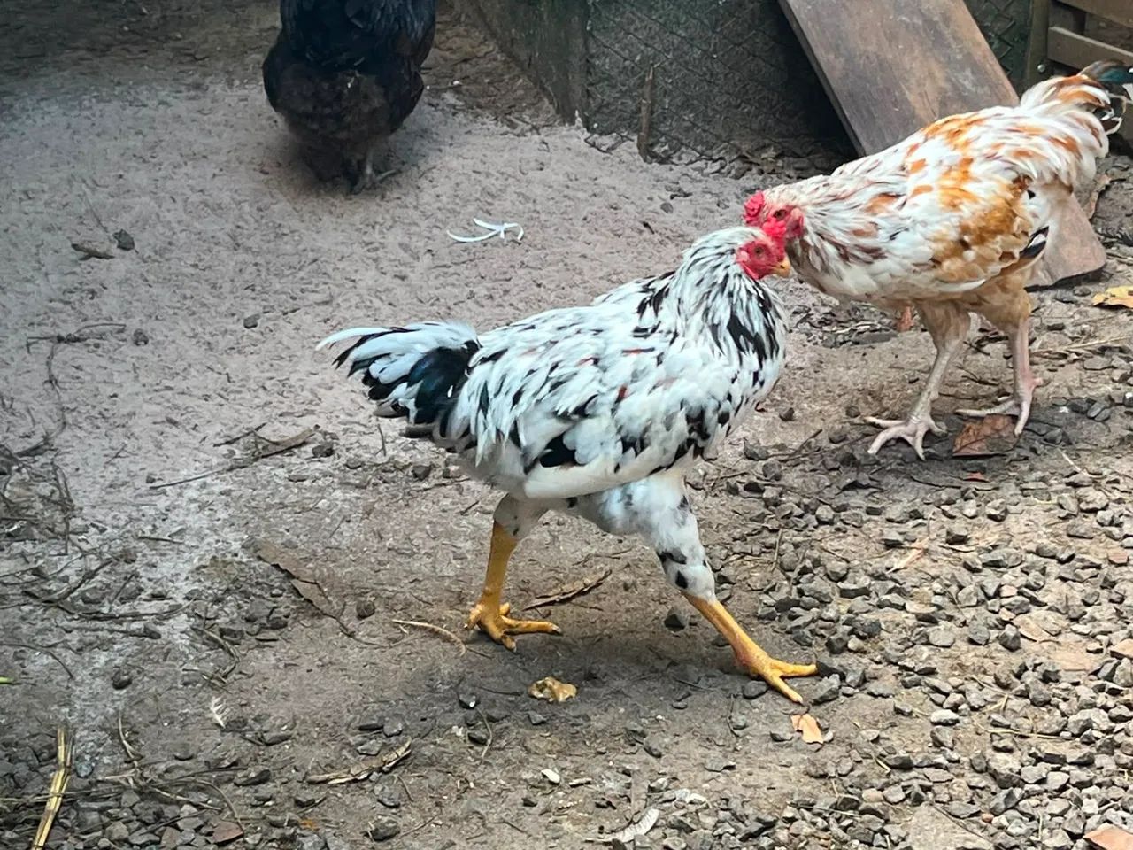 Frango de capoeira 