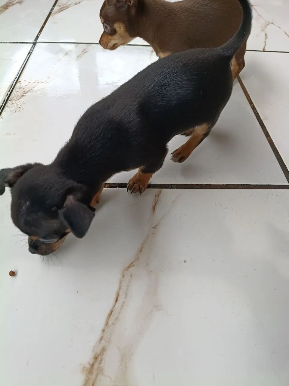 Pinscher 
