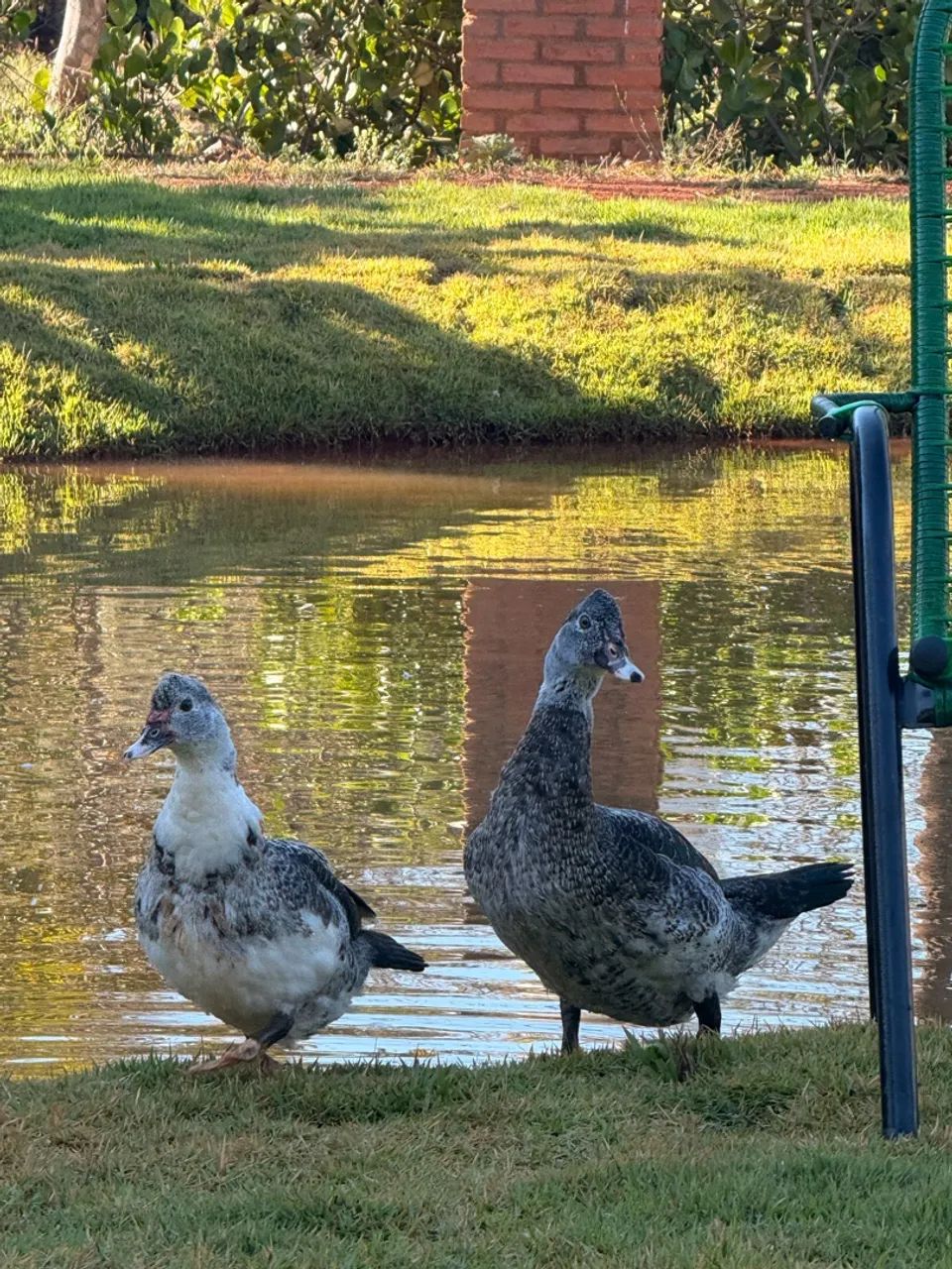 Pato - Foto 2