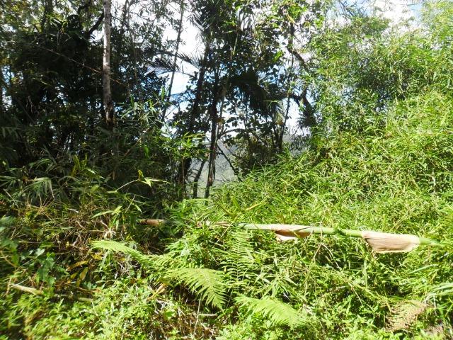 Área com mata para reserva legal
