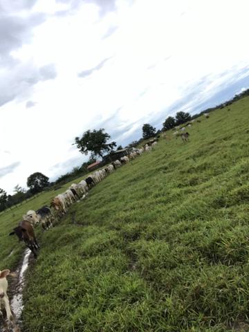 Sítio 8km da cidade em cacoal - Foto 2