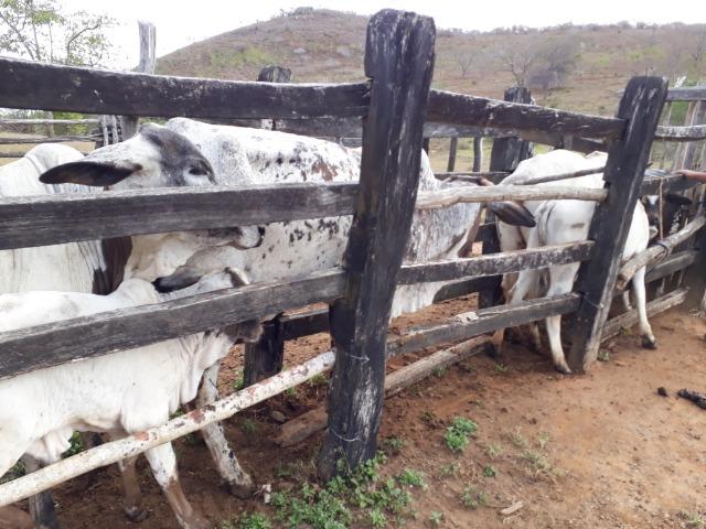 Fazenda de 160 hequitares - Foto 4