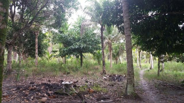 Sitio em Comandatuba - Foto 5