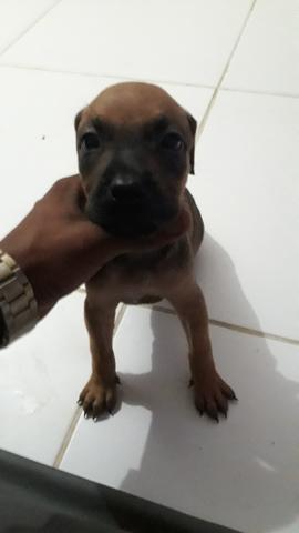 Pitbull - Foto 6
