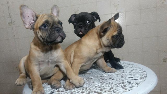 Bulldog Francês cabeça escura;cor uniforme;perna arqueada, orelha levantada($2200)