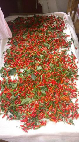 Pimenta Malagueta - Foto 3