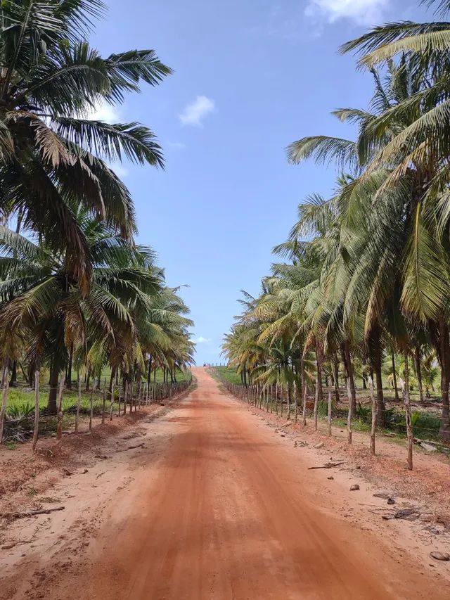 Terreno Lote Jequiá da Praia  - Foto 5