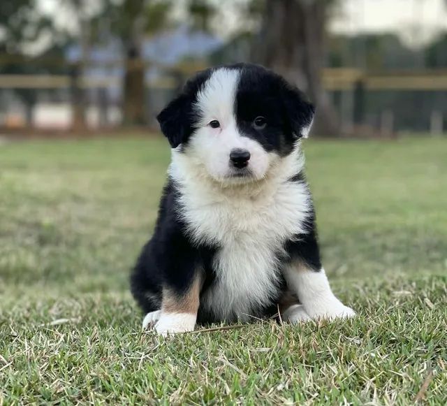 BORDER COLLIE-MG