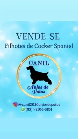 Cockers puros , linhagem de campeões!