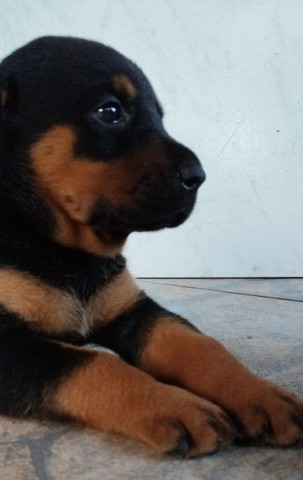 Vendo rottweiler 