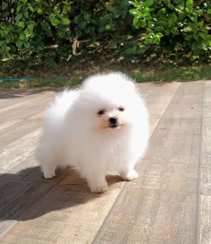 spitz alemão pedigree CBKC 12x sem juros