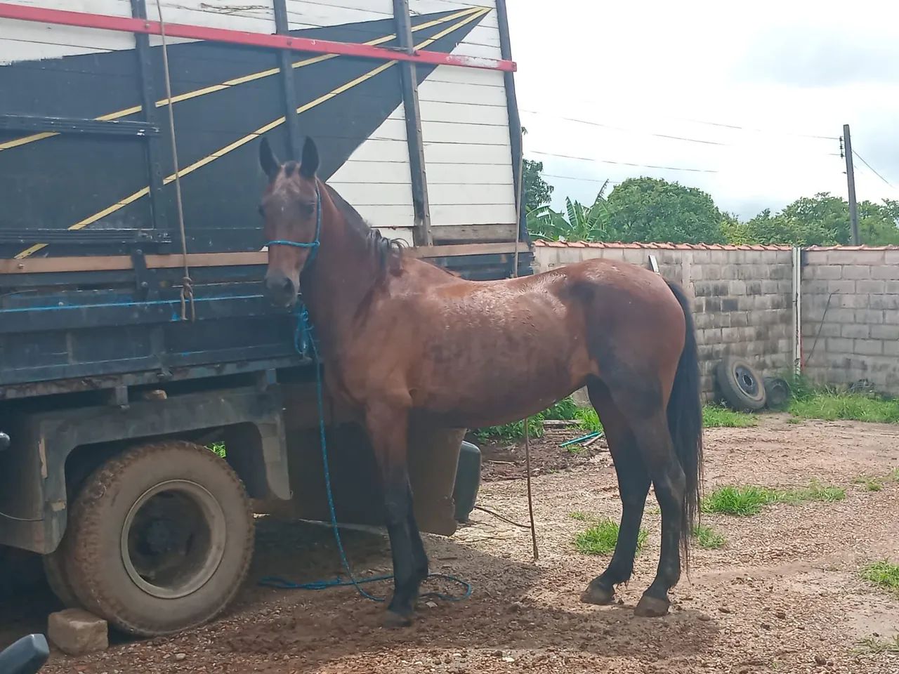 Égua mestiça Argentina  - Foto 2