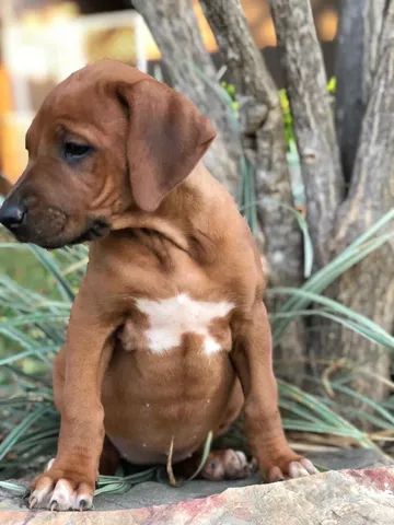 Olx rhodesian hot sale ridgeback