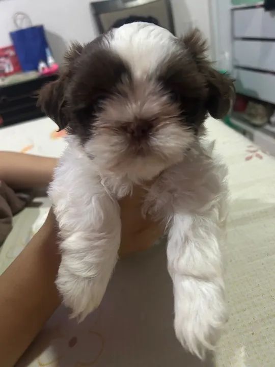 Filhote Shih Tzu lindo e dócil - Foto 2