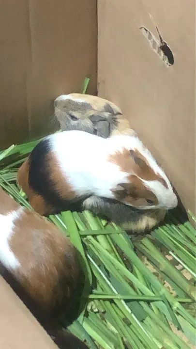 Porquinho da índia - Foto 3