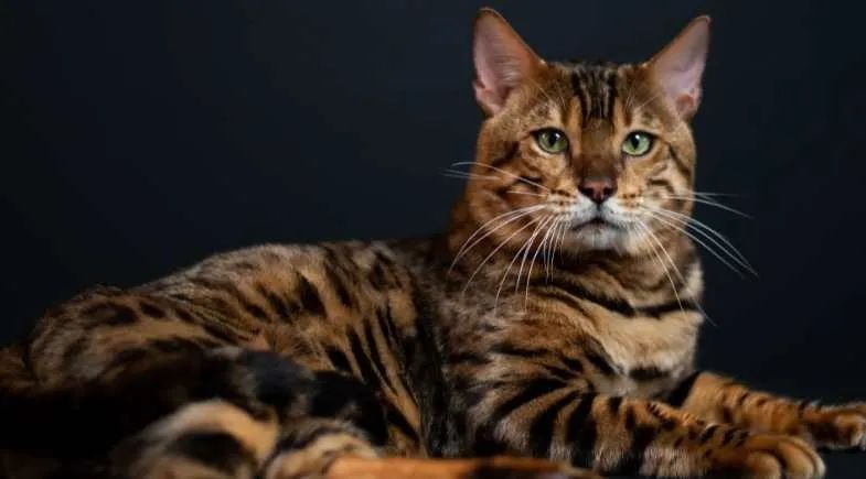 Gato Bengal Adulto