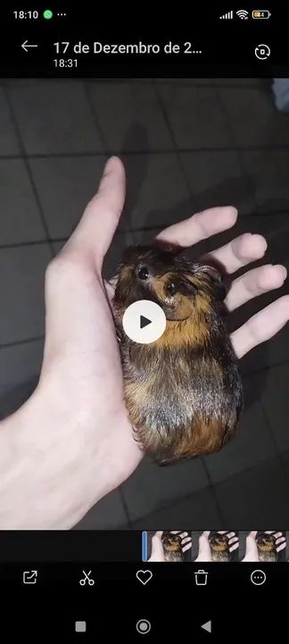 Coelho da Índia Fofo para Adoção - Foto 2