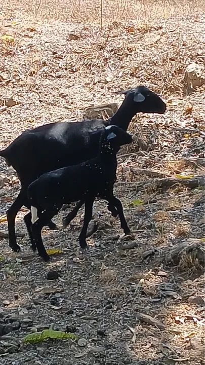 Vende-se ovelhas paridas raça Santa Inês e 1 bode reprodutor raça Parda Alpina - Foto 5