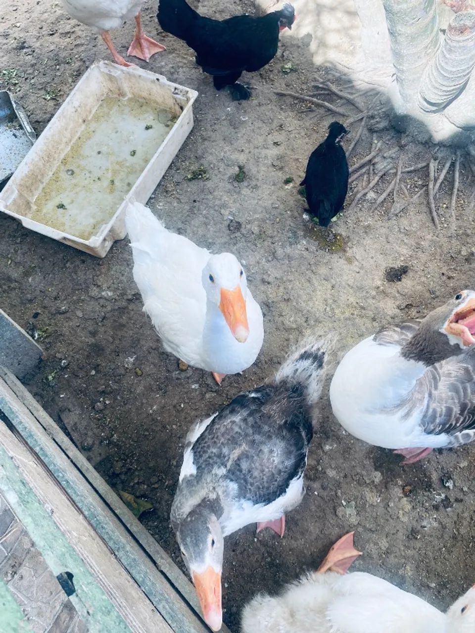 Gansos e galinhas para vender logo 