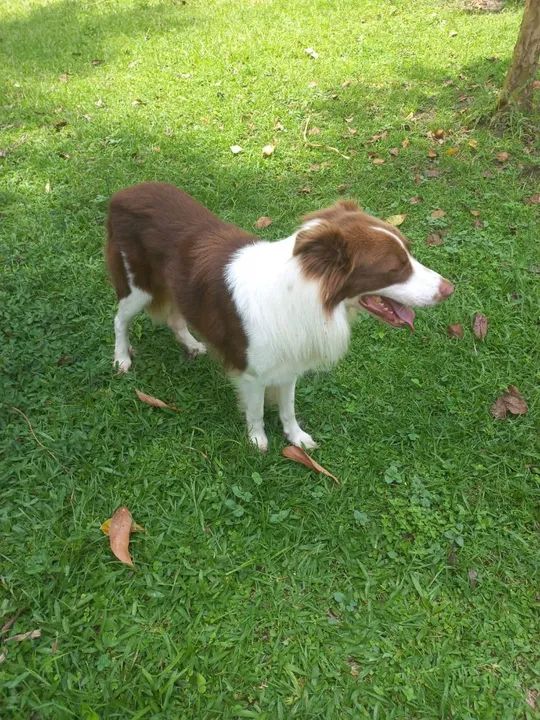 Filhotes de border collie  - Foto 6