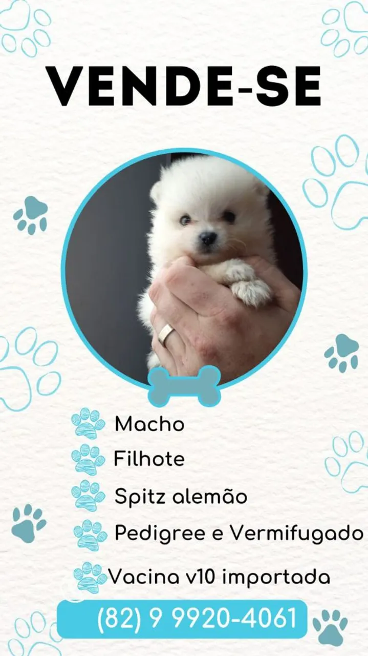 Spitz alemão mini 45 dias PROMOÇÃO 2000