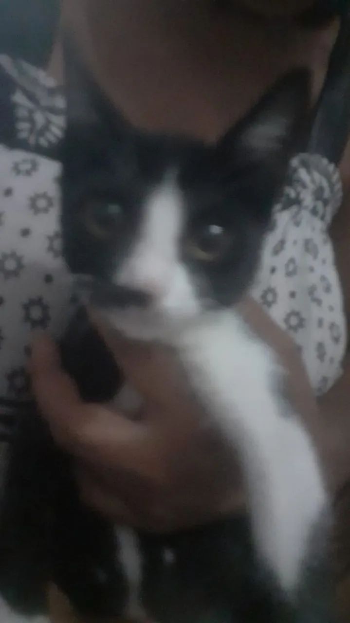 Gatinha frajola  para adoção,  3 meses. - Foto 2