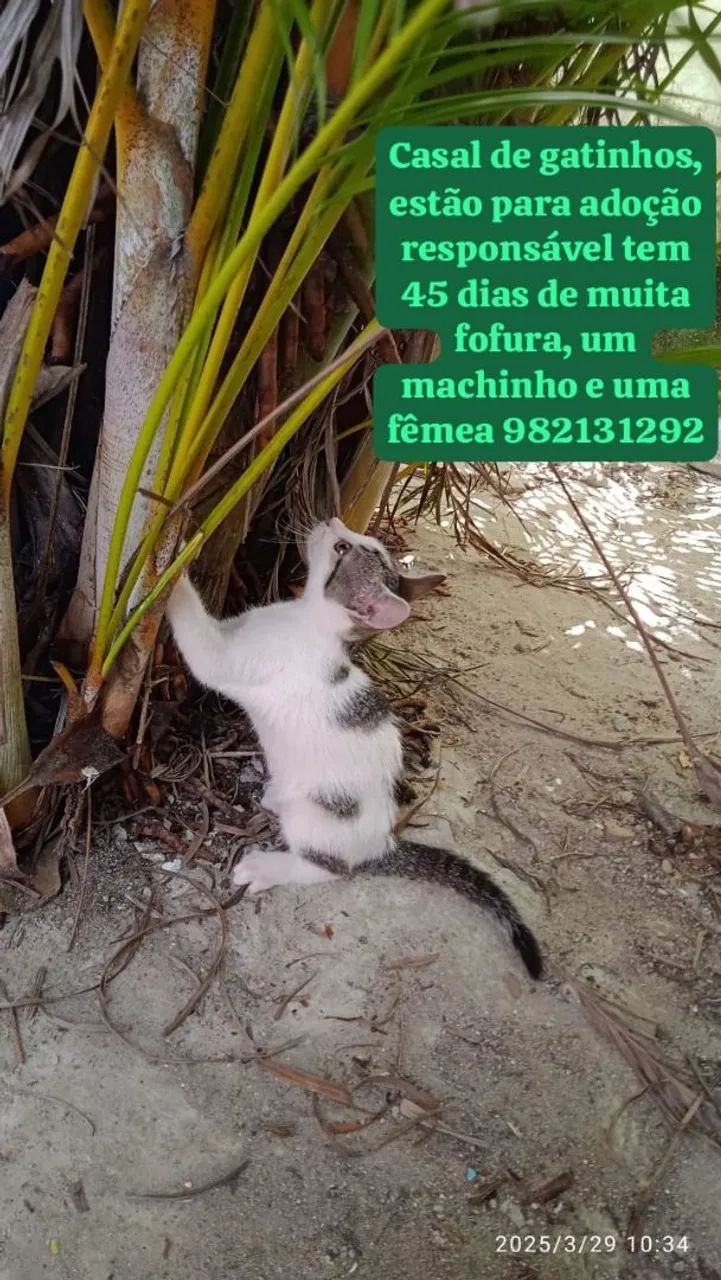 Gatinhos para adoção - casal de fofuras! - Foto 2