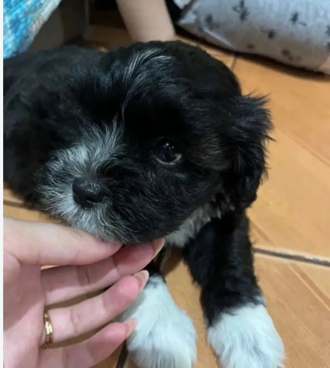 Shipoo caminha de brinde zap (85)99990.2592