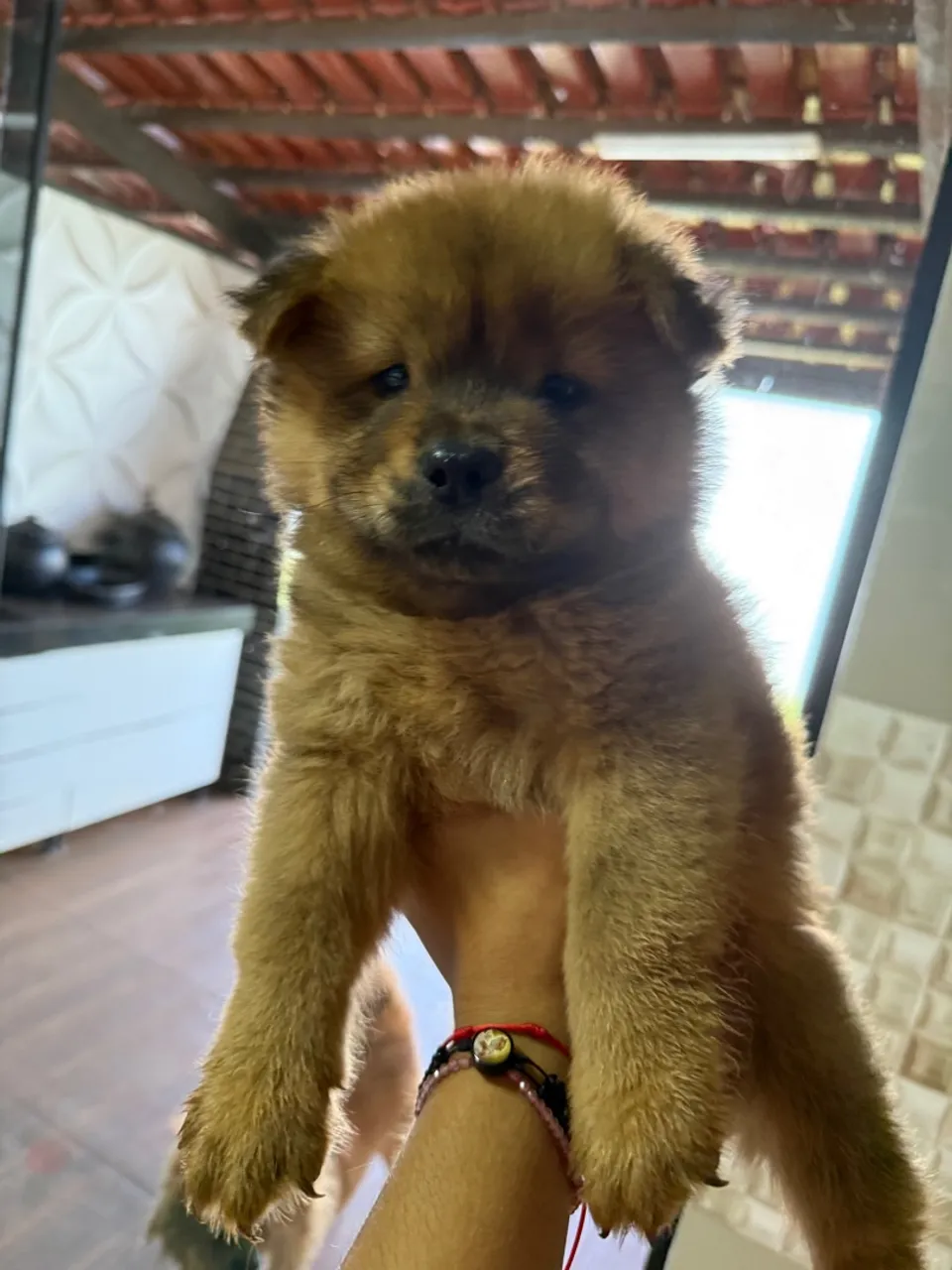 Filhote Chow-Chow Macho