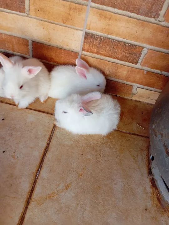 Vendo filhotes de coelho  - Foto 2