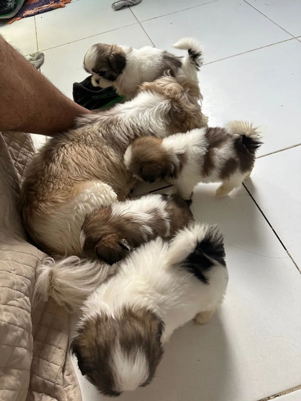 Filhotes de Shih Tzu à venda! - Foto 3