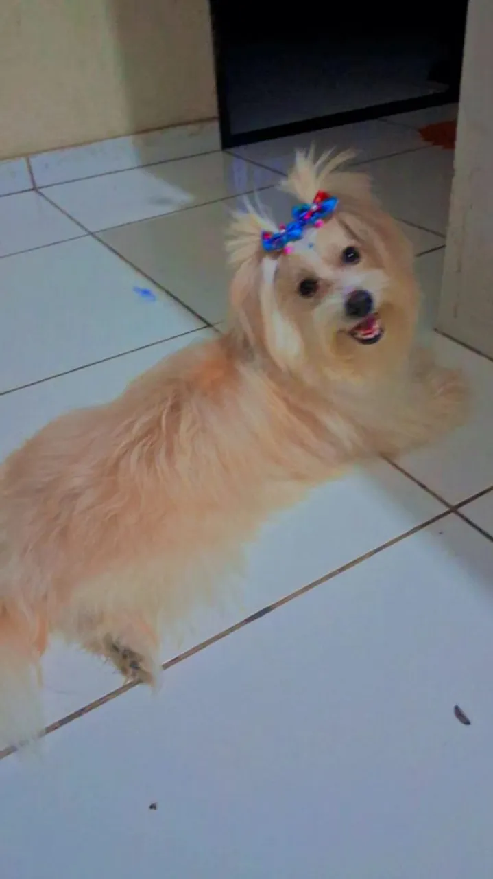 Filhote de Maltês com laço - Fofo e carinhoso!