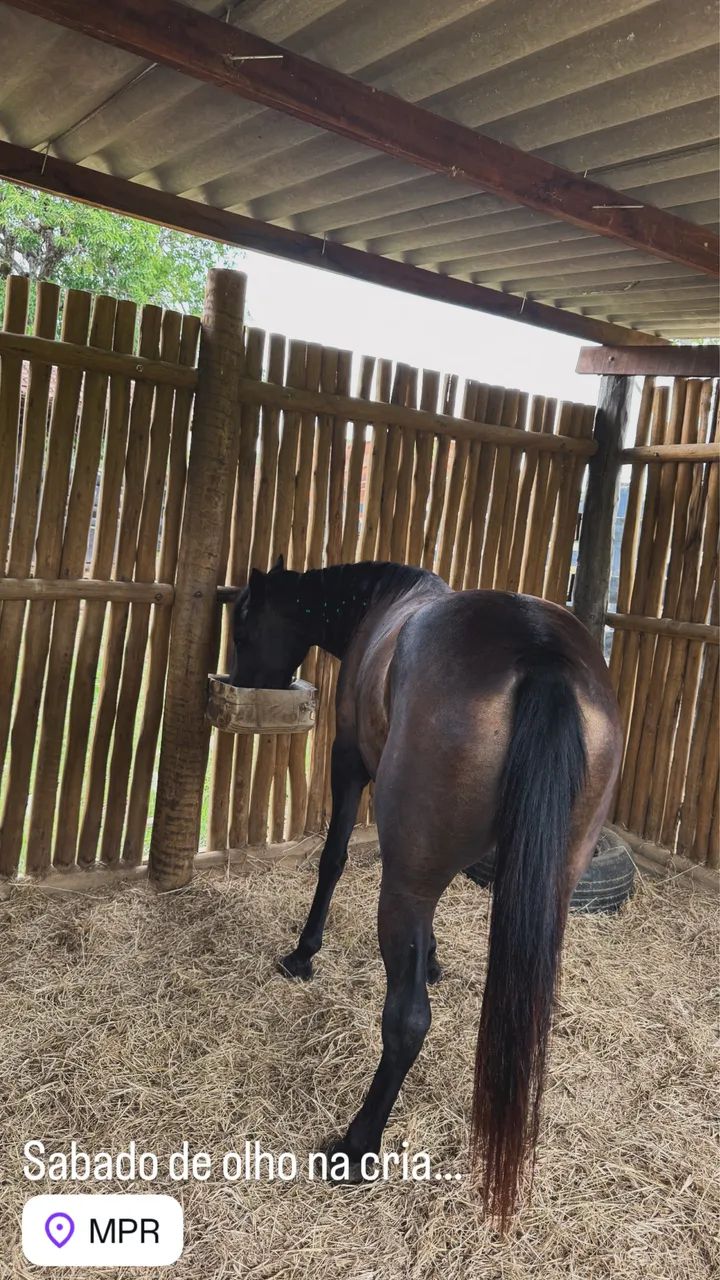 Egua 1/2 Quarto de Milha - Foto 4