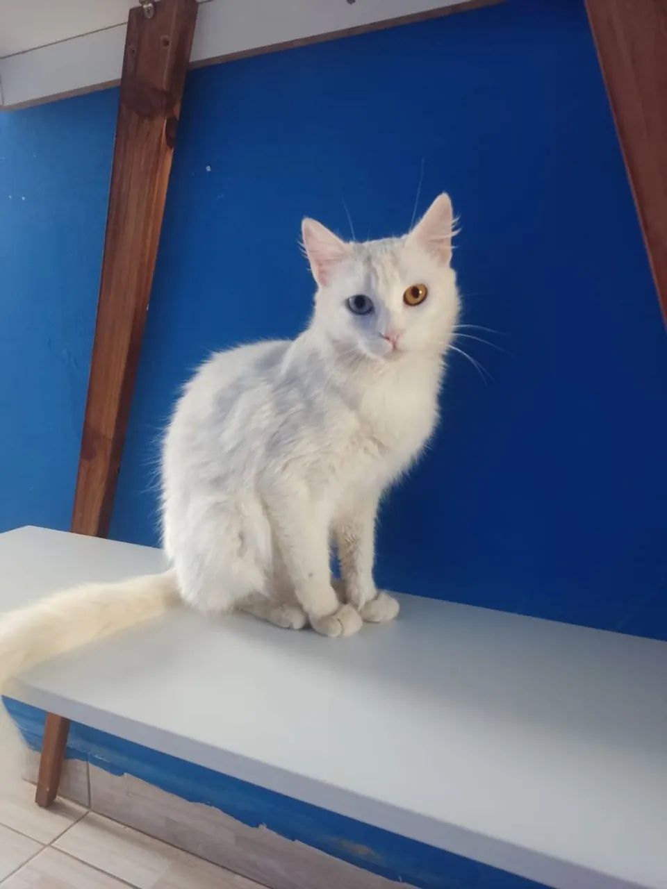 Gatos doação  - Foto 3