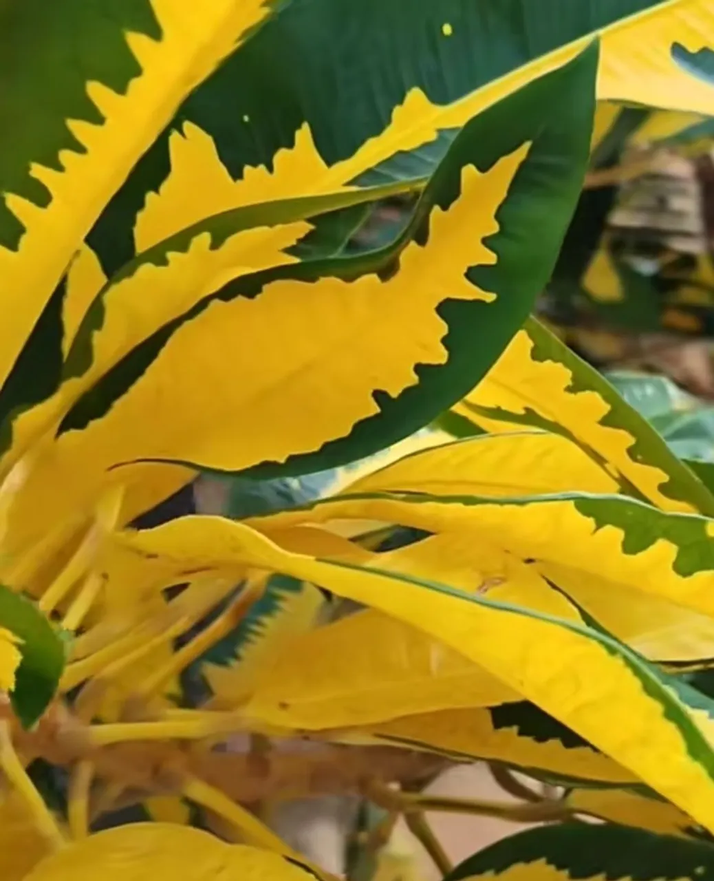 Mudas de Croton Vibrante - Decore seu Jardim!