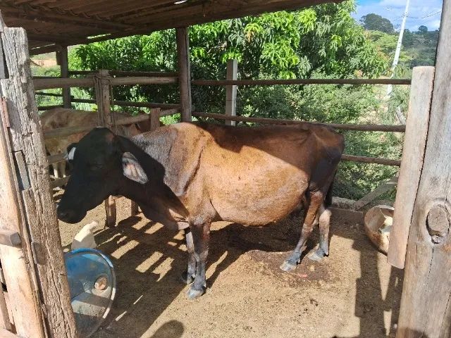 Vendo essa vaca e esse boi - Foto 5